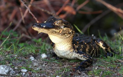 Baby Alligator