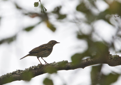 Olive-backed Pipit (Sibirisk piplärka) Anthus hodgsoni CP4P5084.jpg