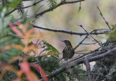 Olive-backed Pipit (Sibirisk piplärka) Anthus hodgsoni CP4P5089.jpg