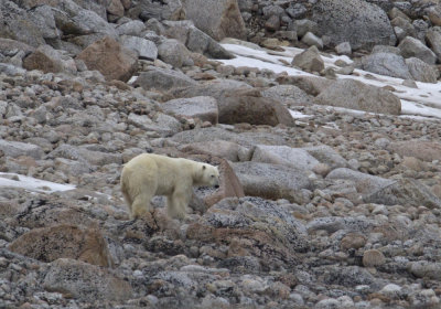 Polar bear (Ursus maritimus) CP4P1479.jpg