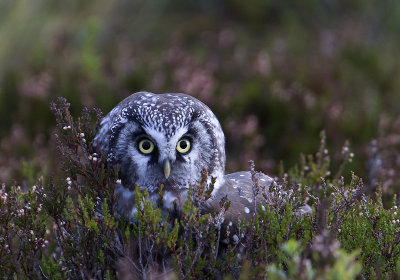 Tengmalms Owl (Prluggla)  Aegolius funereus CP4P5098.jpg