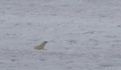 Polar Bear waiting for a seal CP4P2207.jpg