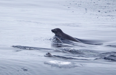 Harp Seal (Grnlandssl)  Pagophilus groenlandicusCP4P1943.jpg