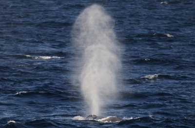 Blue whale (Blval) Balaenoptera musculus CP4P3197.jpg