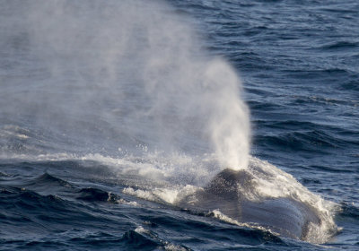 Blue whale (Blval) Balaenoptera musculus CP4P3357.jpg
