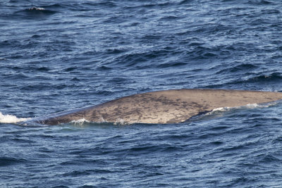 Blue whale (Blval) Balaenoptera musculus CP4P3266.jpg