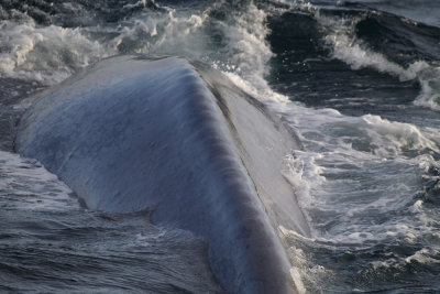 Blue whale (Blval) Balaenoptera musculus CP4P3653.jpg