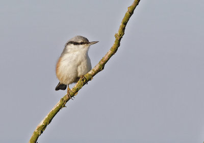 European Nuthatch (Ntvcka) Sitta europea CP4P5255.jpg