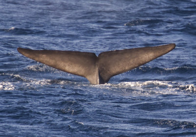 Blue whale (Blval) Balaenoptera musculus CP4P3258.jpg