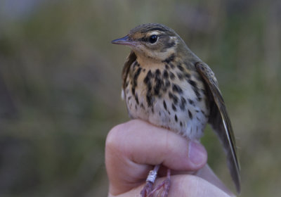 Olive-backed Pipit (Sibirisk piplrka) Anthus hodgsoni IMG_1968.jpg