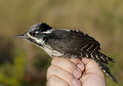 Three-toed Woodpecker (Tretig hackspett) Picoides tridactylus IMG_2193.jpg