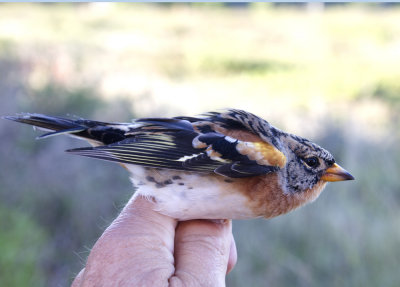 Brambling (Bergfink) Fringilla montifringilla IMG_2006.jpg