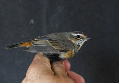 Bluethroat (Blhake) Luscinia suecica IMG_1905.jpg