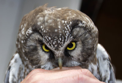 Tengmalms Owl (Prluggla)  Aegolius funereus IMG_2068.jpg
