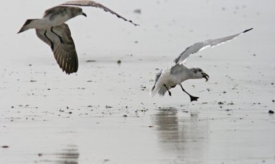 Chasing Laughing Gulls (Larus atricilla)