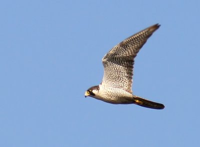 Peregrine (Pilgrimsfalk) Falco peregrinus