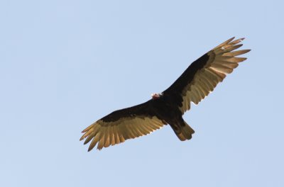 Turkey Vulture (Kalkongam) Cathartes aura