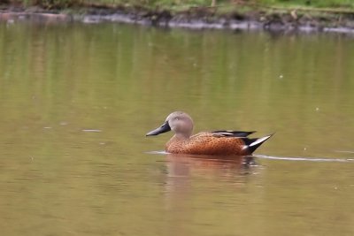 Red Shoveler (Anas platalea)