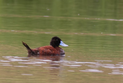 Andean Ruddy Duck (Oxyura ferruginea)