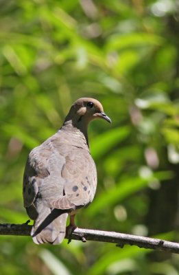 Eared Dove (Zenaida auriculata)
