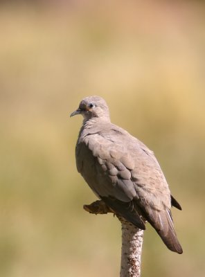 Black-winged Ground-dove (Metriopelia melanoptera)