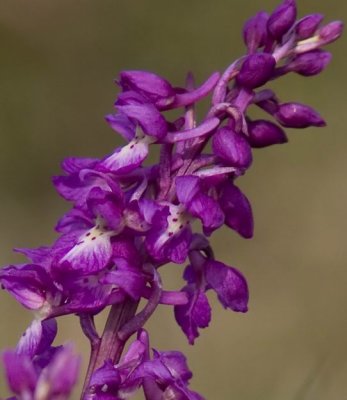 Early-purple Orchid (Sankt Pers nycklar) Orchis mascula