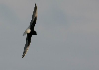 White-winged Black Tern (Vitvingad tärna) Chlidonias leucopterus