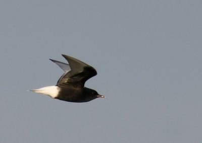 White-winged Black Tern (Vitvingad tärna) Chlidonias leucopterus