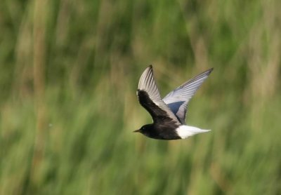 White-winged Black Tern (Vitvingad tärna) Chlidonias leucopterus