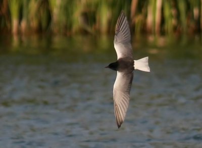 White-winged Black Tern (Vitvingad tärna) Chlidonias leucopterus