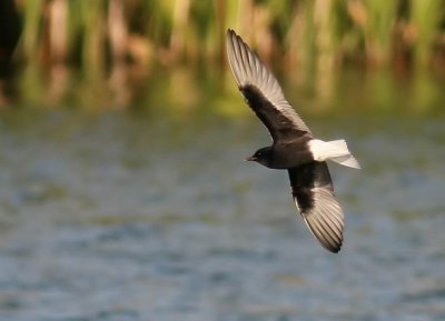 White-winged Black Tern (Vitvingad tärna) Chlidonias leucopterus