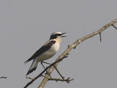 Northern Wheatear (Stenskvtta) Oenanthe oenanthe