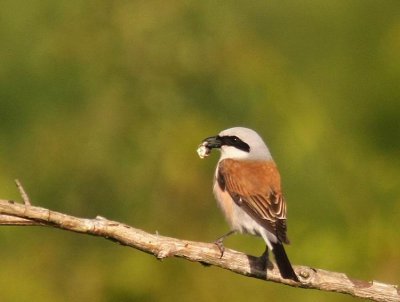 Red-backed Shrike (Trnskata) Lanius collurio