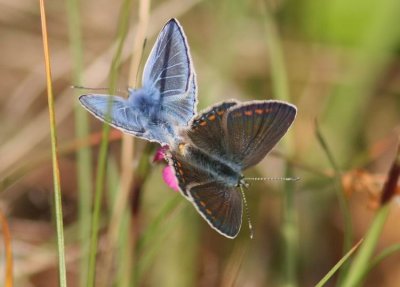 Common Blue (Puktörneblåvinge) Polyommatus icarus