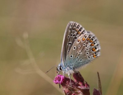Common Blue (Puktörneblåvinge) Polyommatus icarus