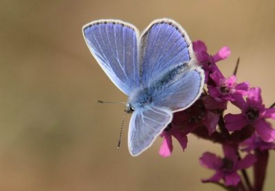 Common Blue (Puktörneblåvinge) Polyommatus icarus