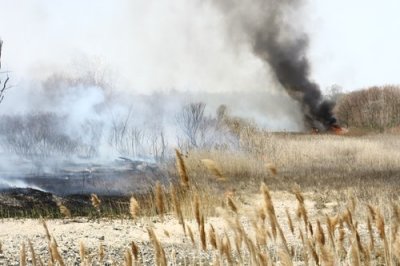 Marsh Fire / Silver Sands State Park / Milford CT / April 2008