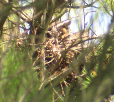 Long ear on Nest