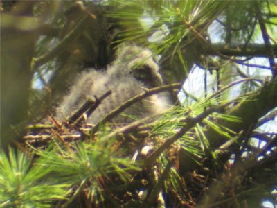 Baby and Adult in Nest