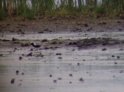 Black-bellied Plover