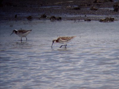 Wilson's Phalaropes - Spring