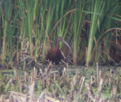 White-faced Ibis2