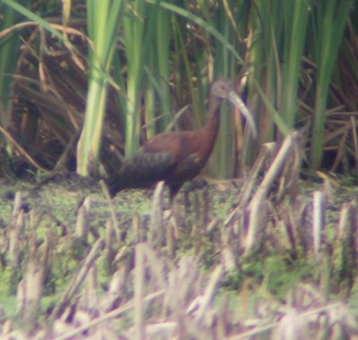 White-faced Ibis3