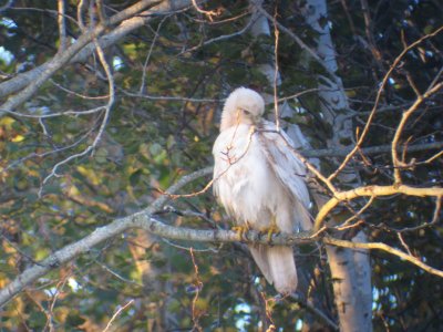 White Red-tailed Hawk