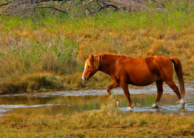 The Ponies of Chincoteague