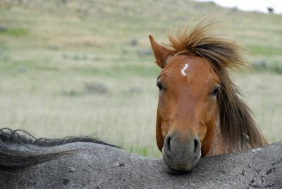 The Wild Horses of Theodore Roosevelt National Park