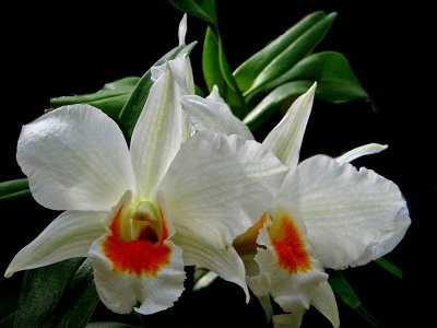 Longwood is Orchidaceous