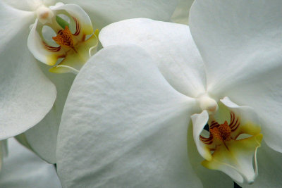 Longwood is Orchidaceous
