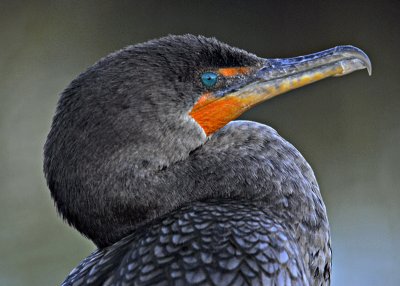 Walk the Anhinga Trail