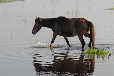 Chincoteague v6